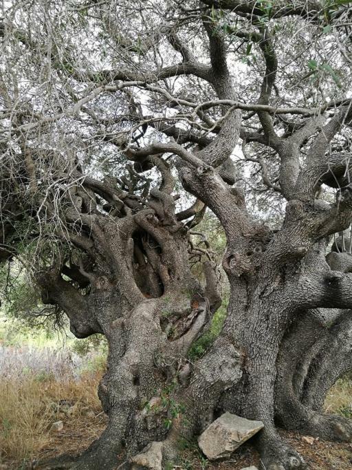 סנטה טרזה גאיורה Appartamento L'Albero Magico Nella Campagna Gallurese מראה חיצוני תמונה