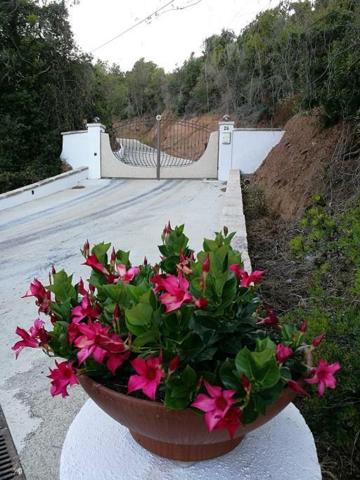 סנטה טרזה גאיורה Appartamento L'Albero Magico Nella Campagna Gallurese מראה חיצוני תמונה