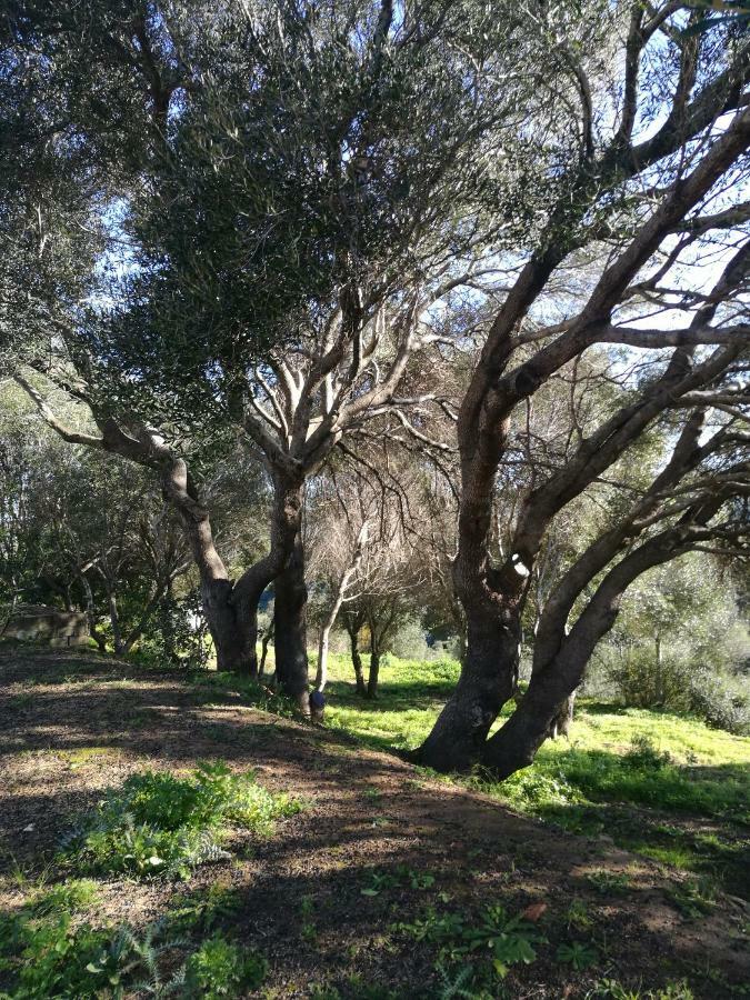 סנטה טרזה גאיורה Appartamento L'Albero Magico Nella Campagna Gallurese מראה חיצוני תמונה